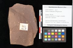 Foto (Objekt + Etikett) von Quercus palaeoilex Ettingshausen (NHMW-GEO-2024-0188-0915)